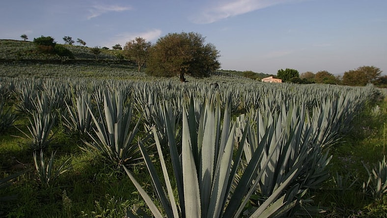 agave patron tequila