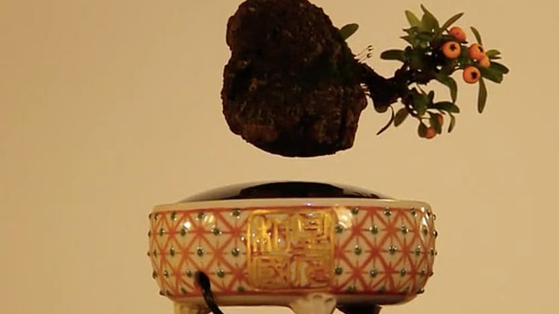 Air Bonsai magnetically levitating plant
