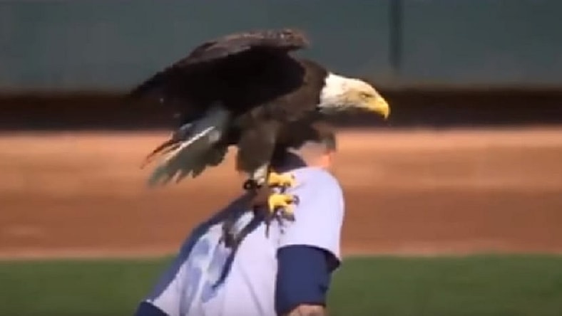 A damn bald eagle