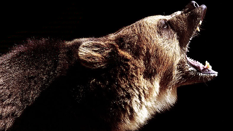 Angry bear. (Photo: Ryan McVay/Getty)