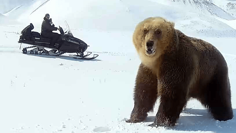 bear snowmobile