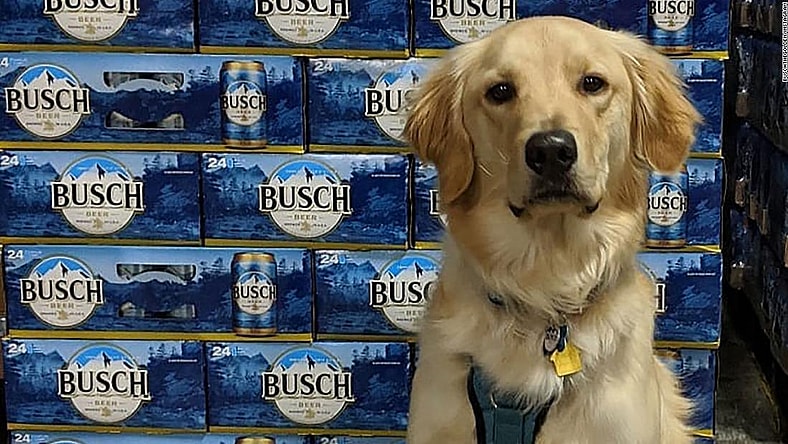 busch dog