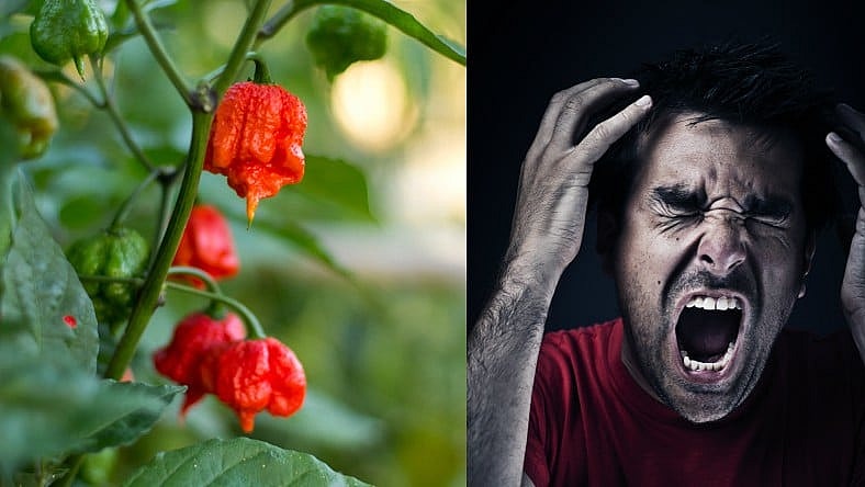 Carolina Reaper Promo