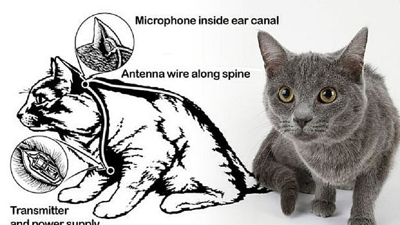 Cat Spy
