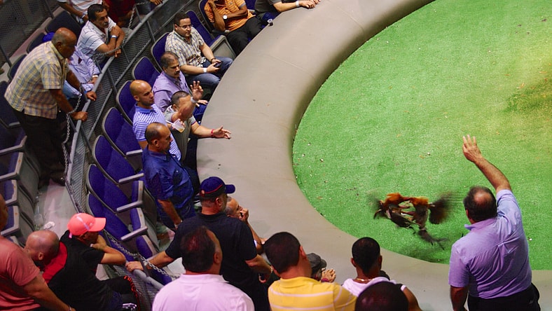 cockfighting1.jpg