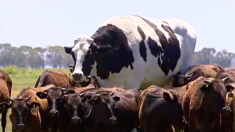 cow