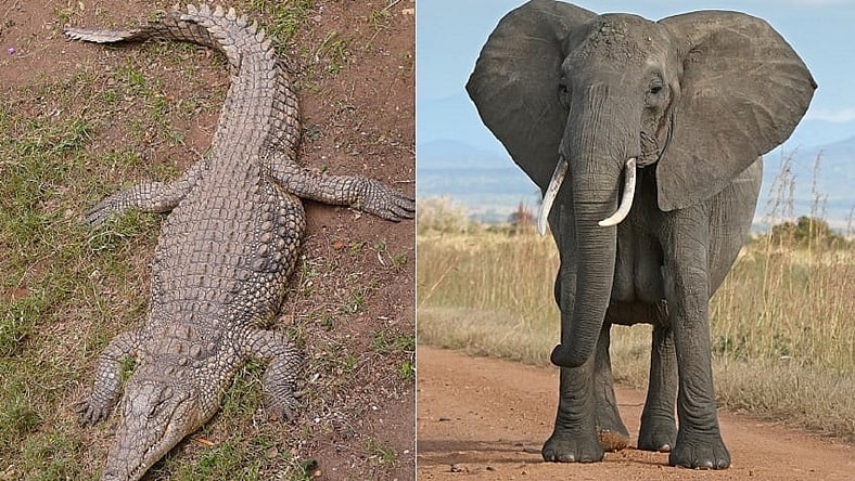 Crocodile and Elephant