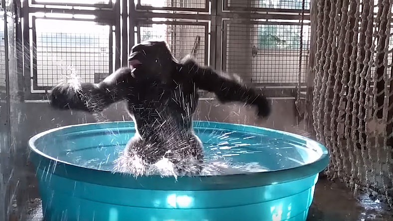 Dancing gorilla