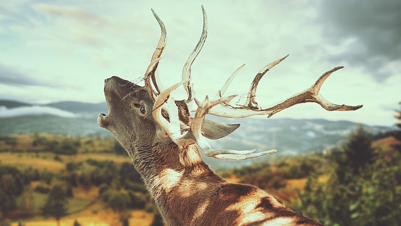 Deer Promo