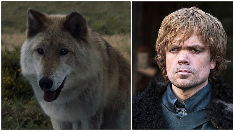 direwolf split
