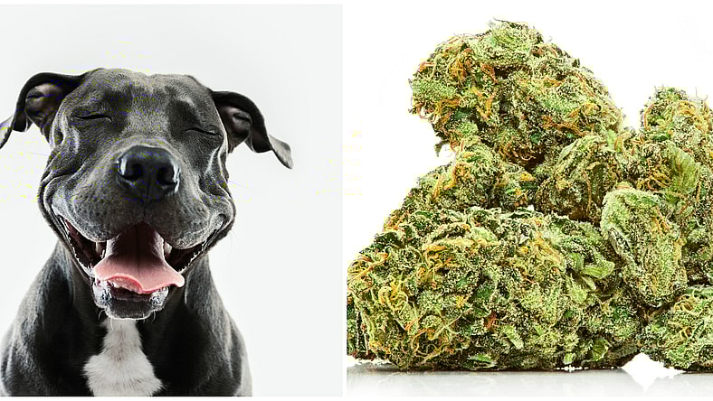 dog weed