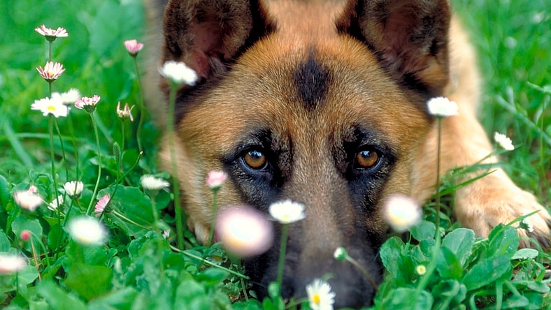 dogs-purpose-main