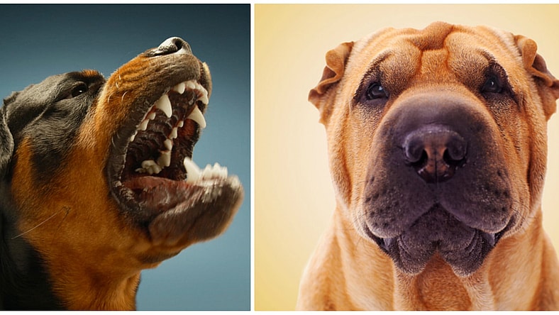 dogs2