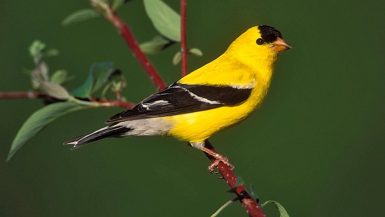 facebook-Linked_Image___146069 Â© Brian E. Small Nature Photographers Ltd