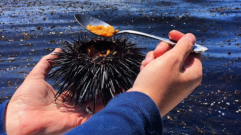 facebook-Linked_Image___Sea Urchin just harvested off the Channel Islands