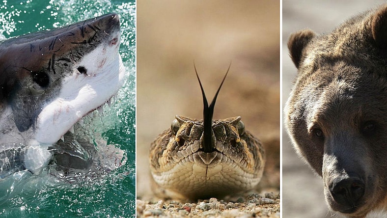 facebook-Linked_Image___shark snake bear