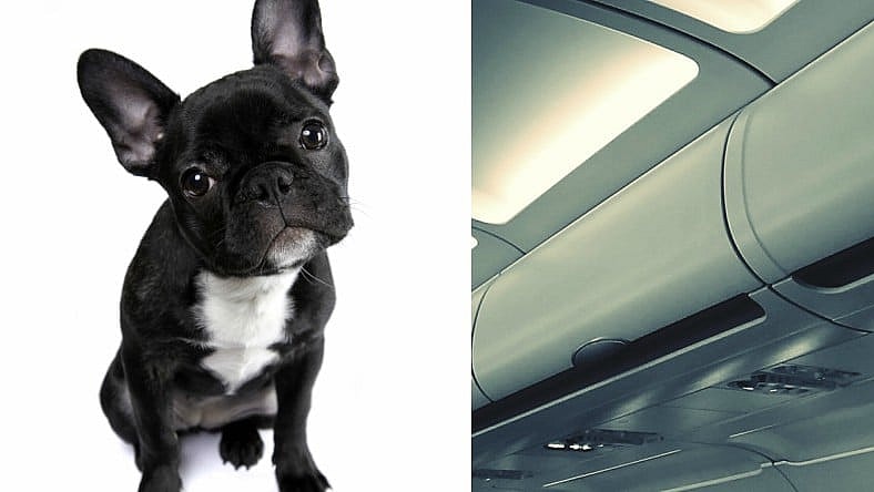 French Bulldog Overhead Bin