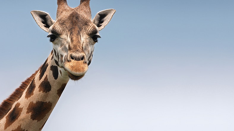 giraffe-main