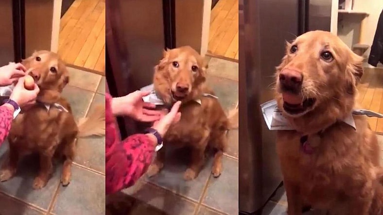 Golden Retriever Egg Challenge