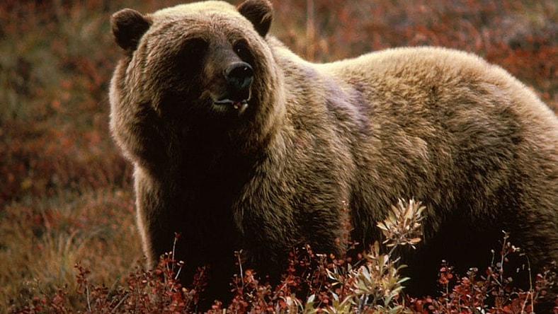Grizzly Bear