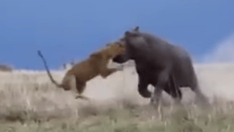 Hippo versus Lion