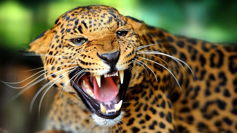 Jaguar Promo