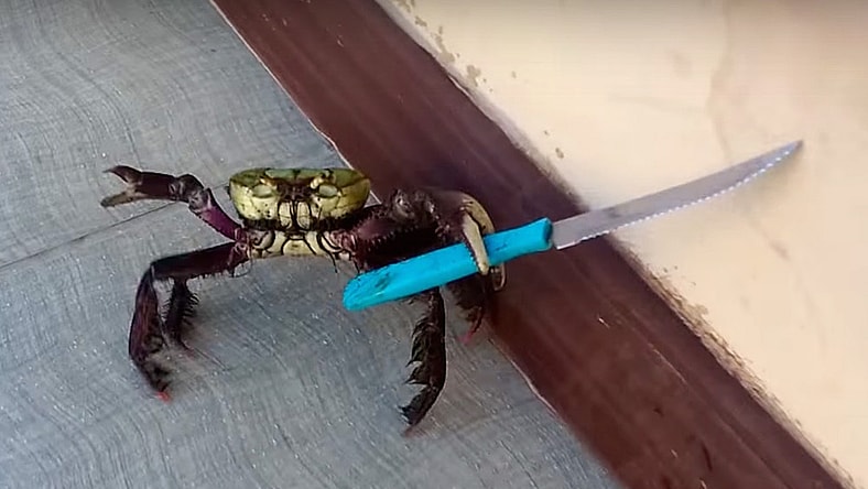 knife-crab-brazil-watch-main.jpg
