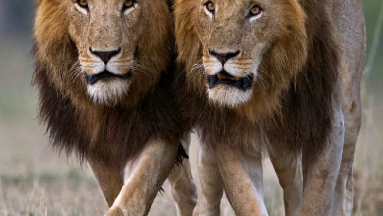 lionMzMjQwMDEz