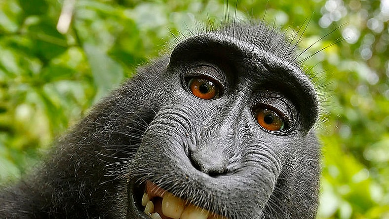Macaque selfie wildlife Wikimedia