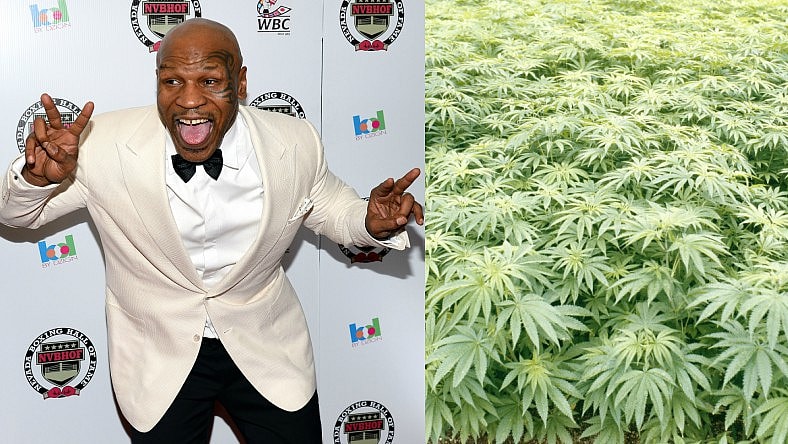 Mike Tyson Weed Farm