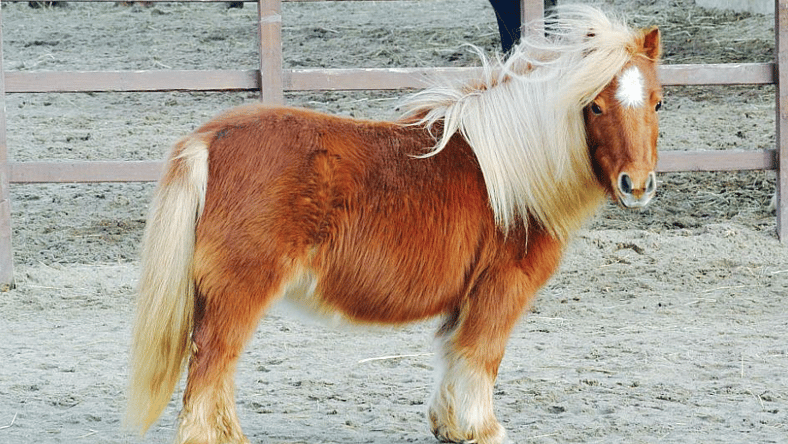 mini-horse-getty