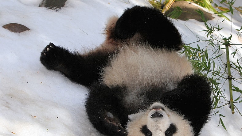 panda-snow-day-main.jpg