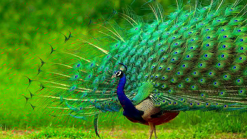 peacock-main