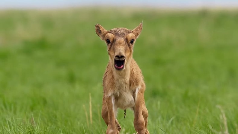 Planet Earth II promo
