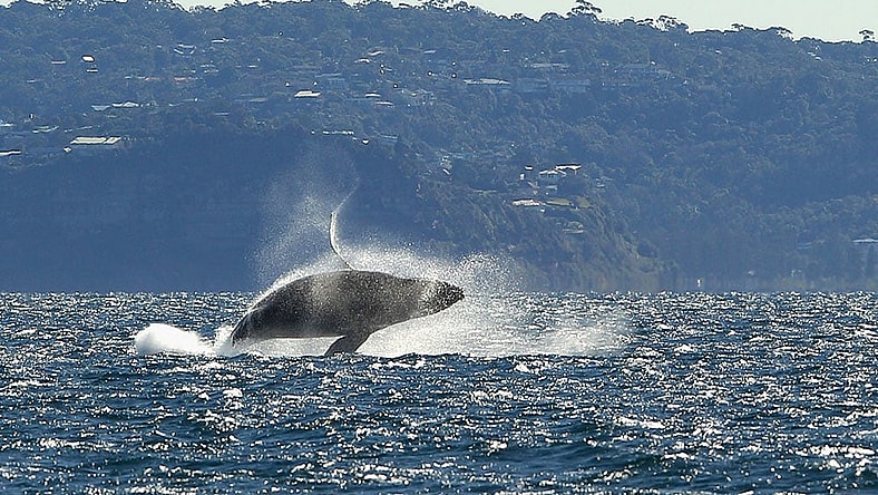 Look it's a whale yay Getty
