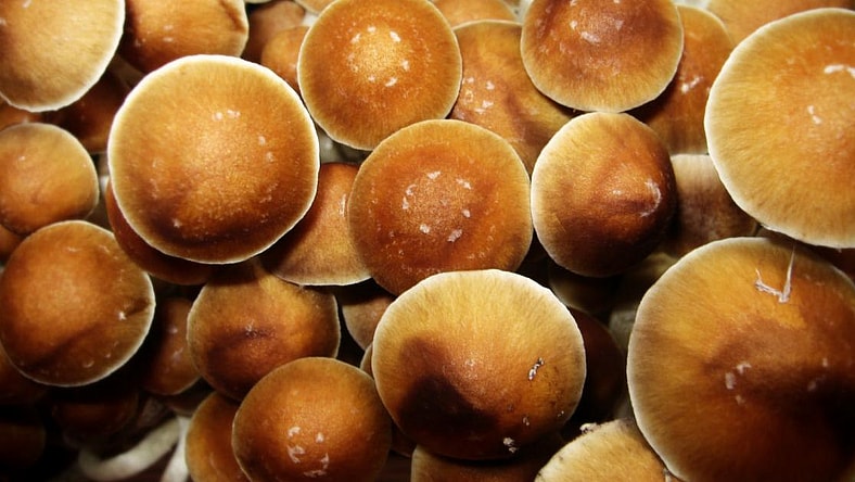 Psychedelic Mushrooms Promo