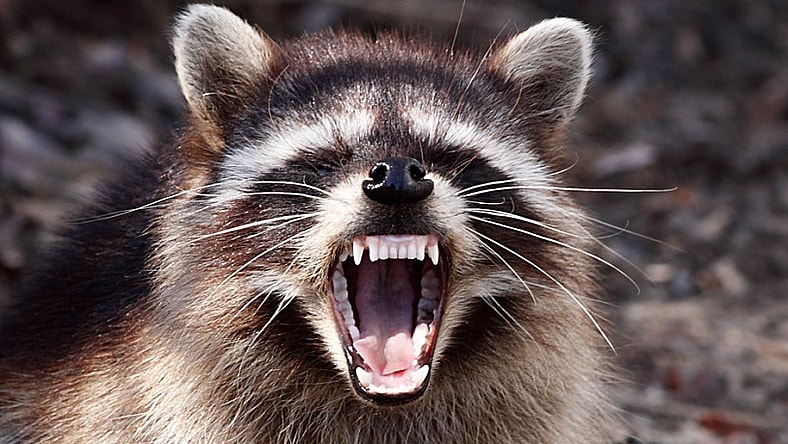 "Rabid" Raccoon