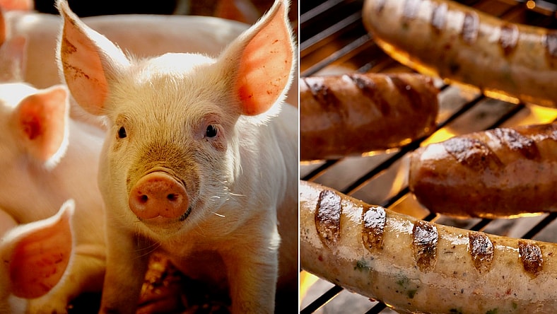rescued-pigs-sausage-promo
