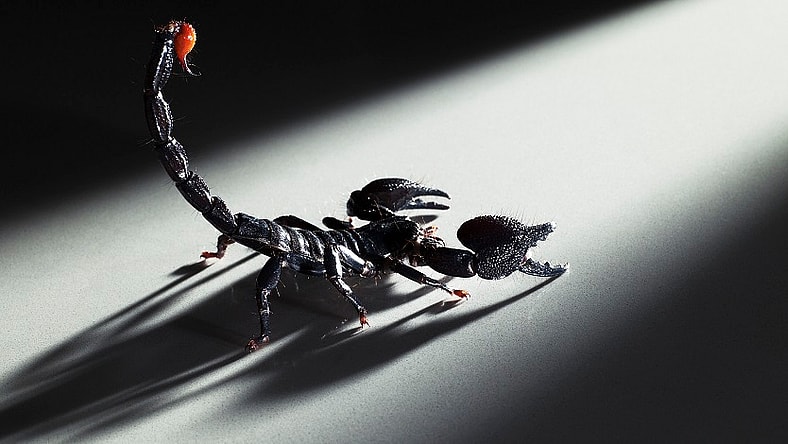 Scorpion Getty