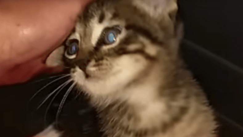 Screen Shot 2015-12-24 at 1.49.50 PM.png