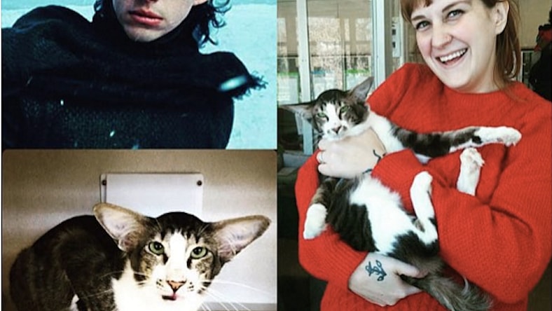 np011916_Kylo_cat.jpg