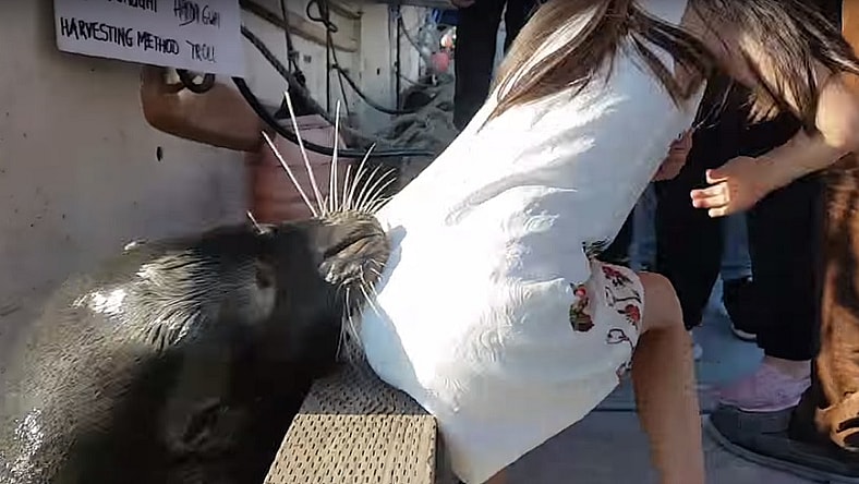 Sea Lion little girl
