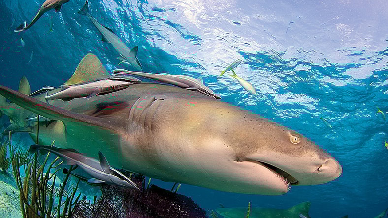 shark-hotel-1
