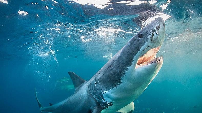shark-week-nuclear.jpg