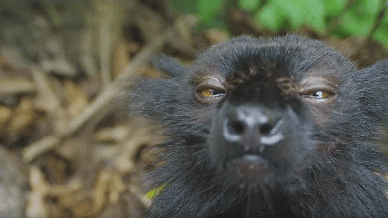 Stoned Lemur