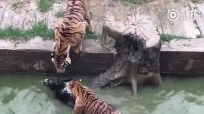 Tigers v Donkey