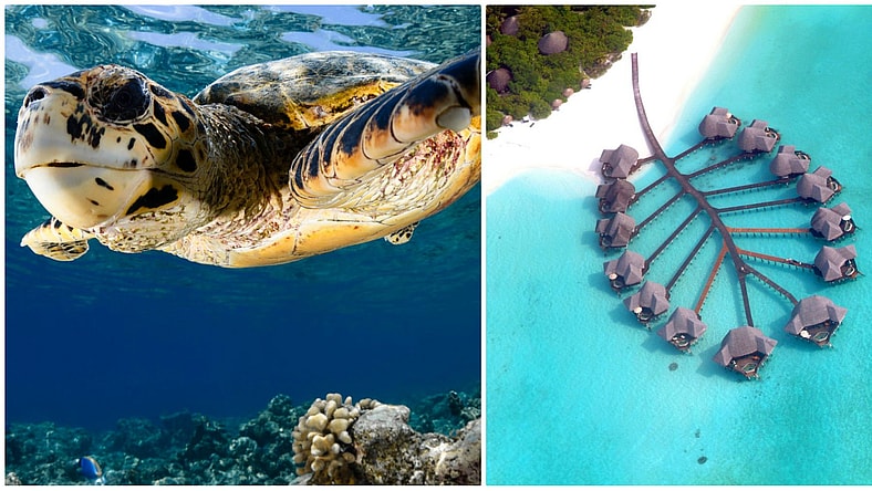 turtle2