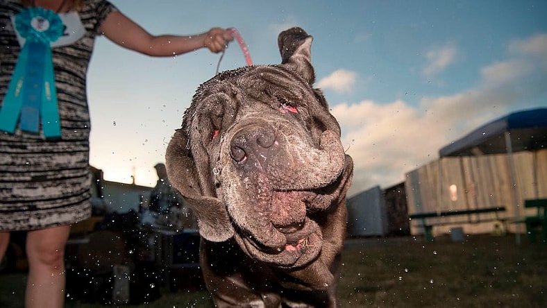 ugliest-dog-4