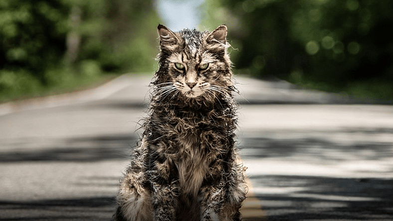 undead-kitty-pet-sematary