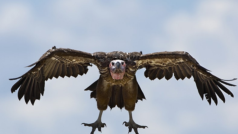 spy vulture getty
